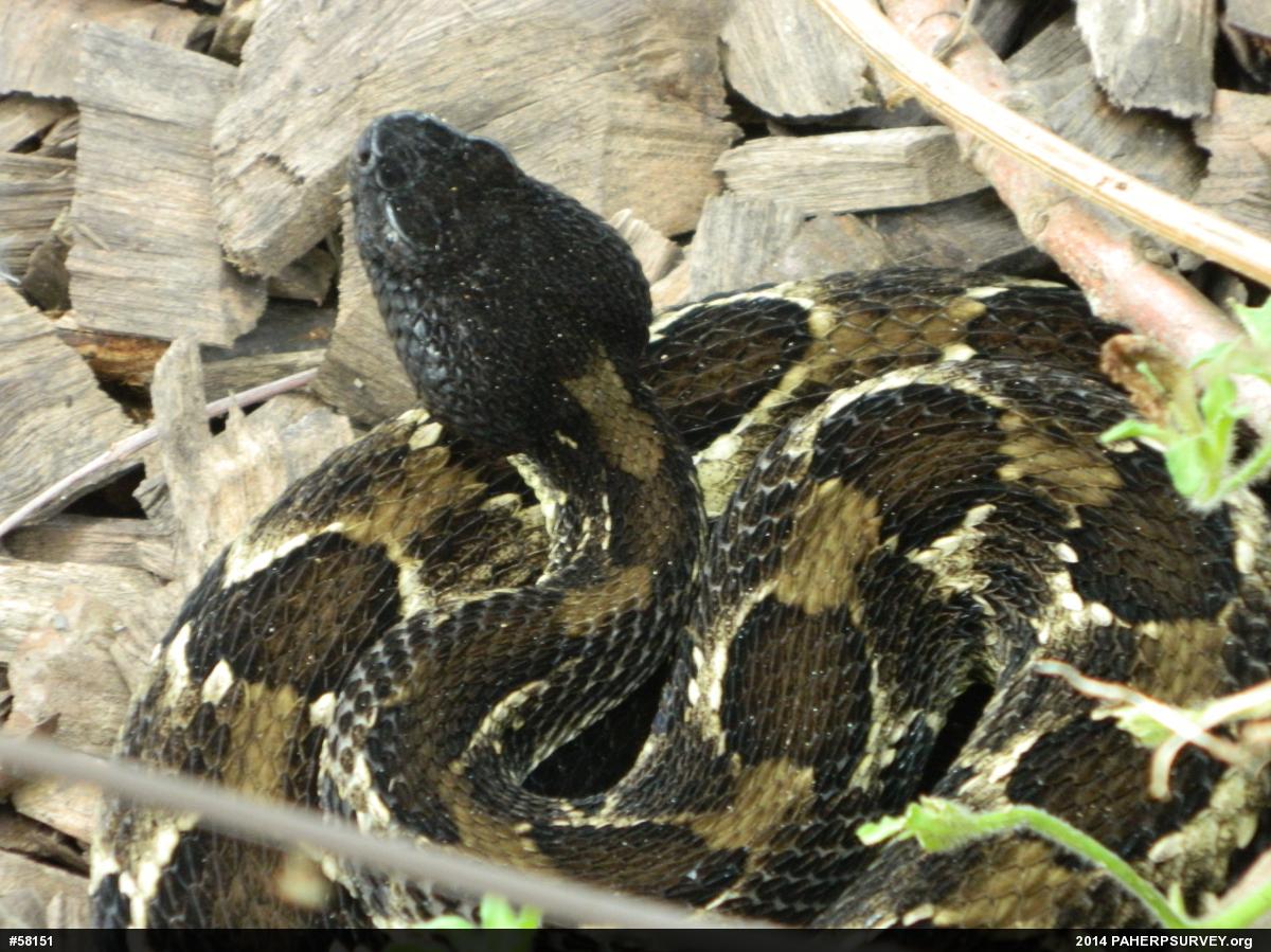 Timber Rattlesnake