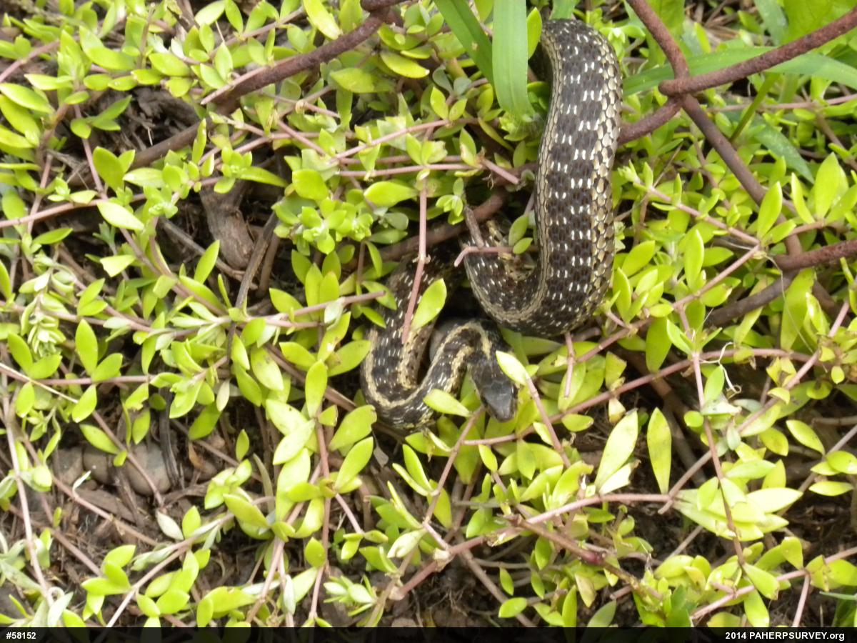 Eastern Gartersnake