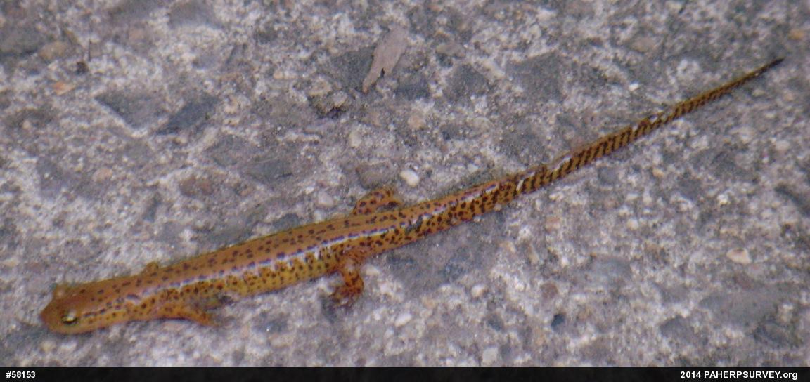 Eastern Long-tailed Salamander