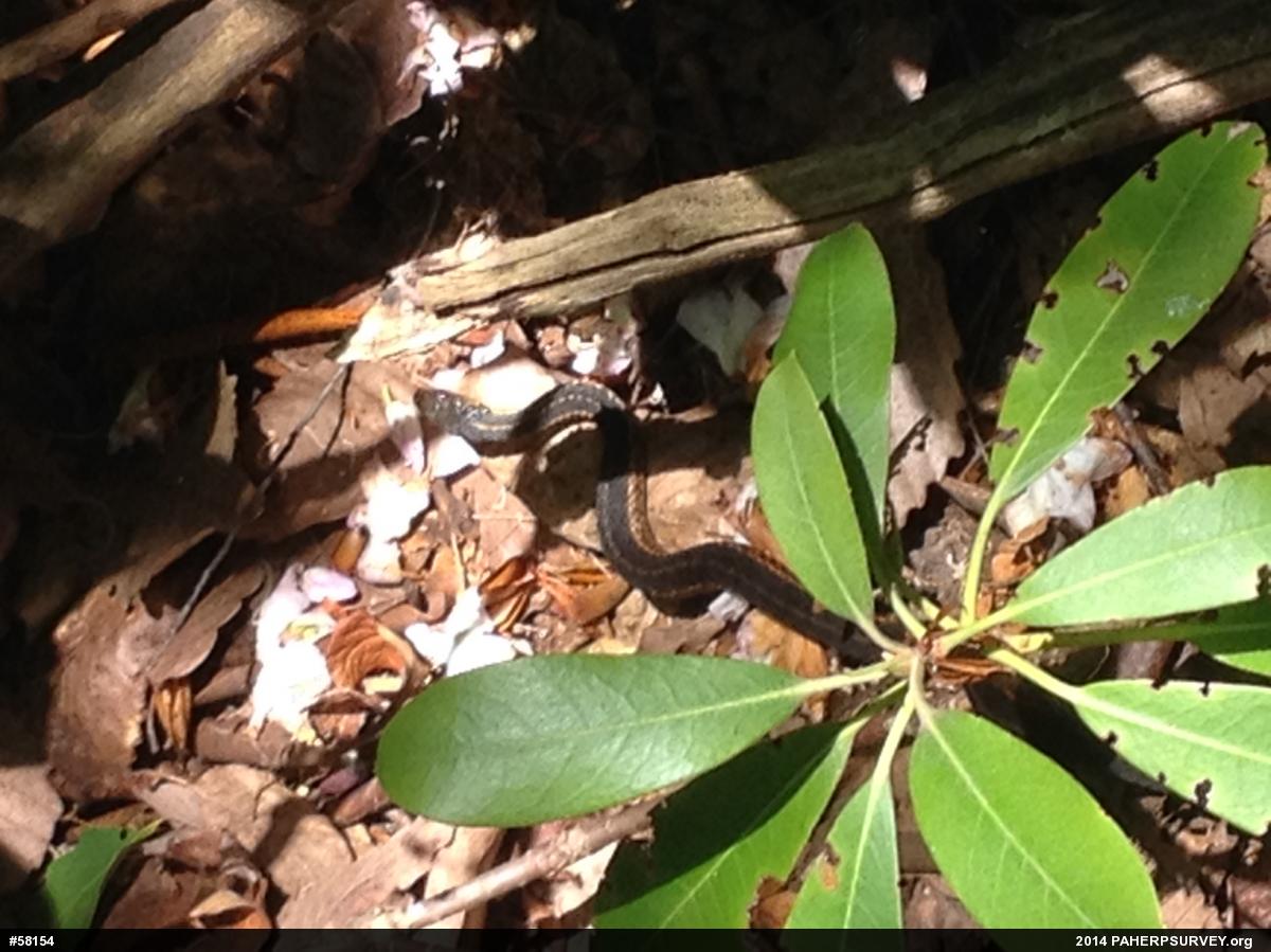 Eastern Gartersnake