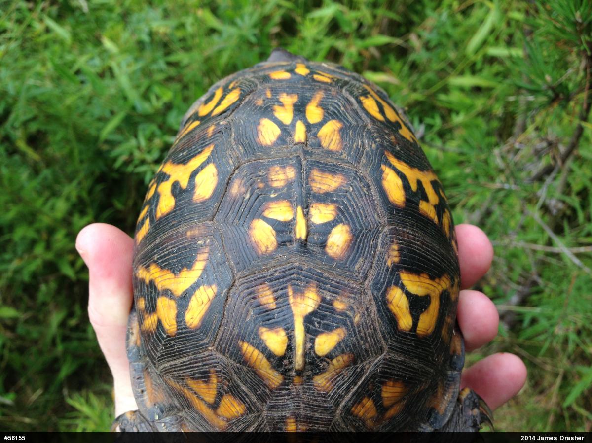 Eastern Box Turtle