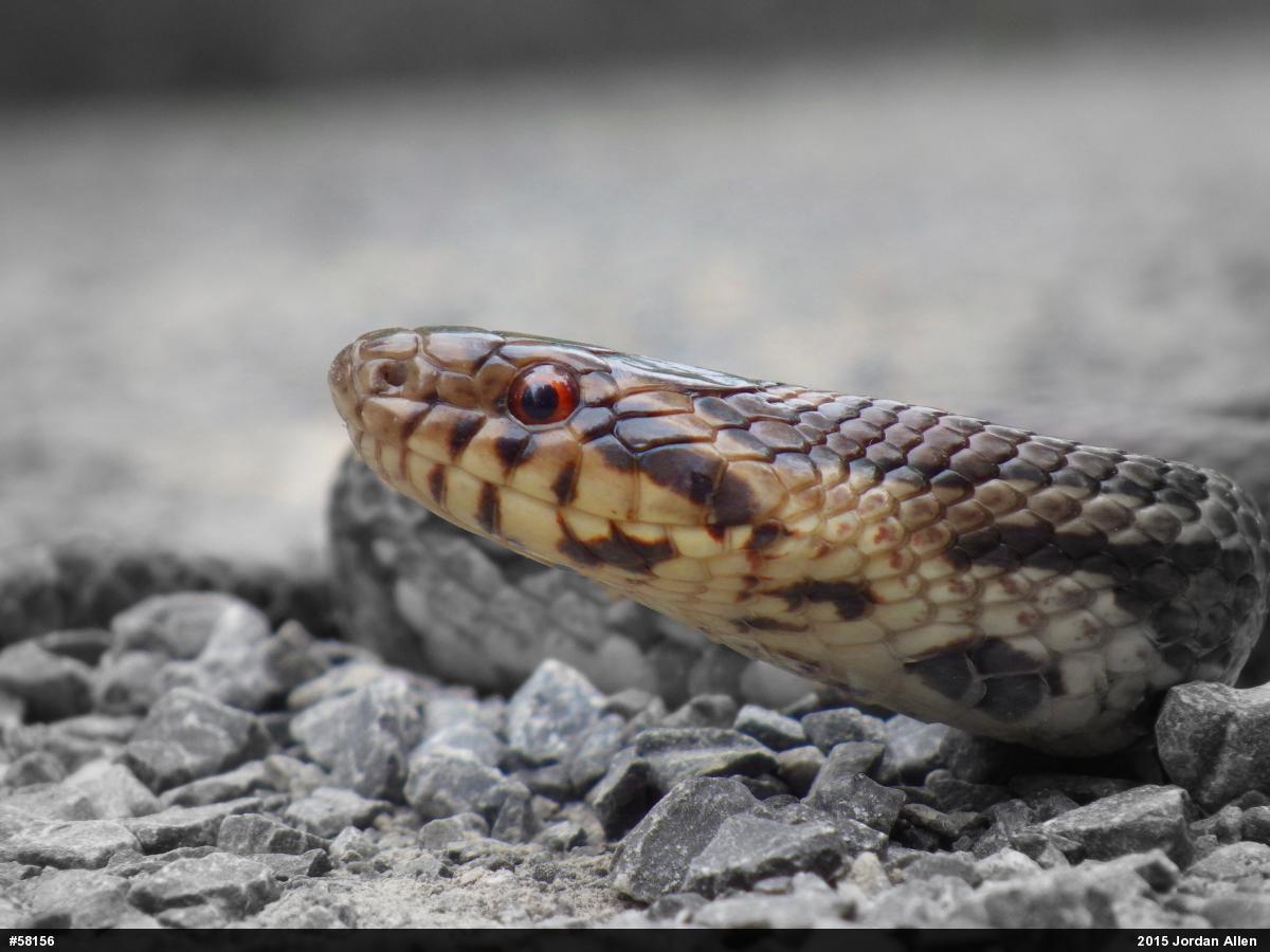 Eastern Milksnake