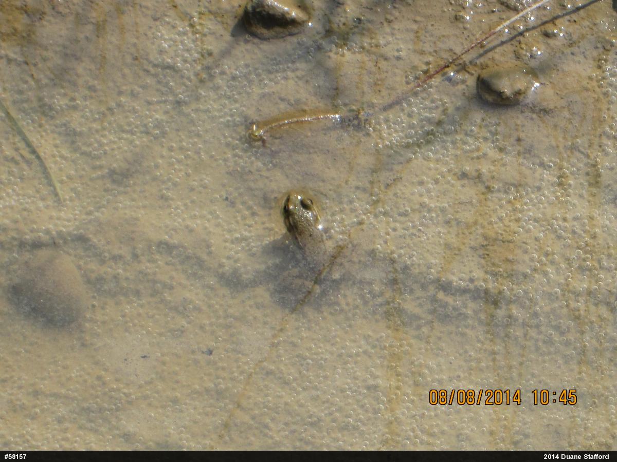 Green Frog