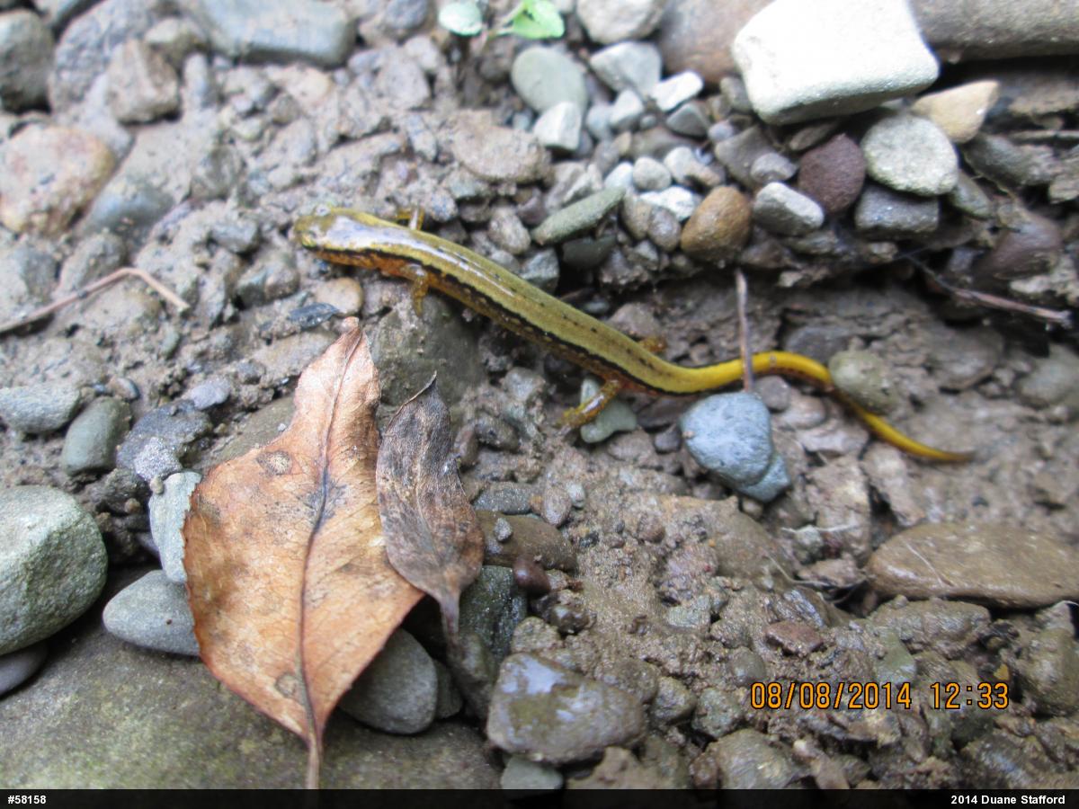 Northern Two-lined Salamander