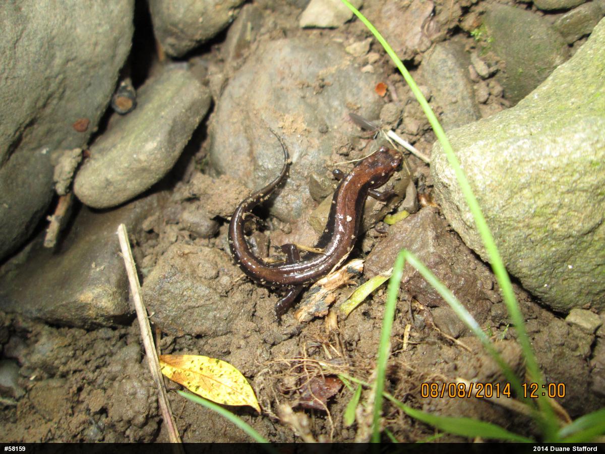 Allegheny Mountain Dusky Salamander
