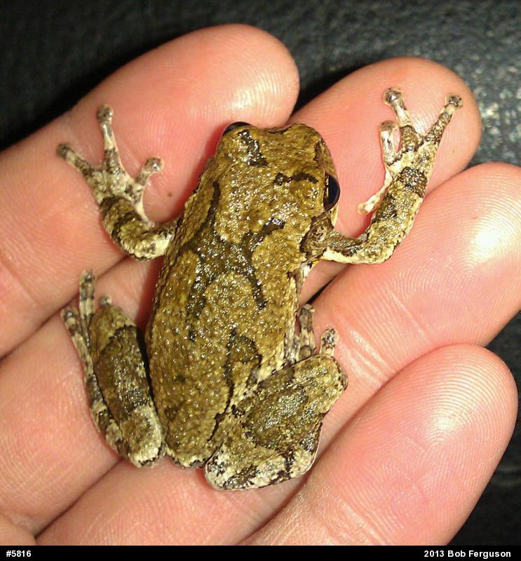 Gray Treefrog