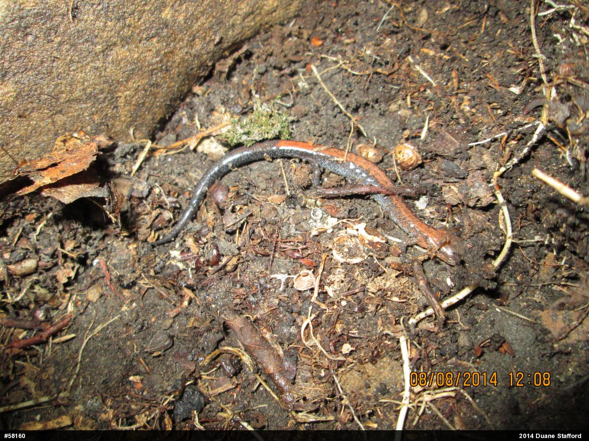 Eastern Red-backed  Salamander