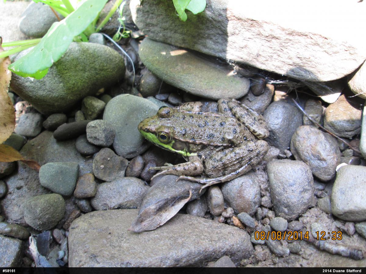 Green Frog