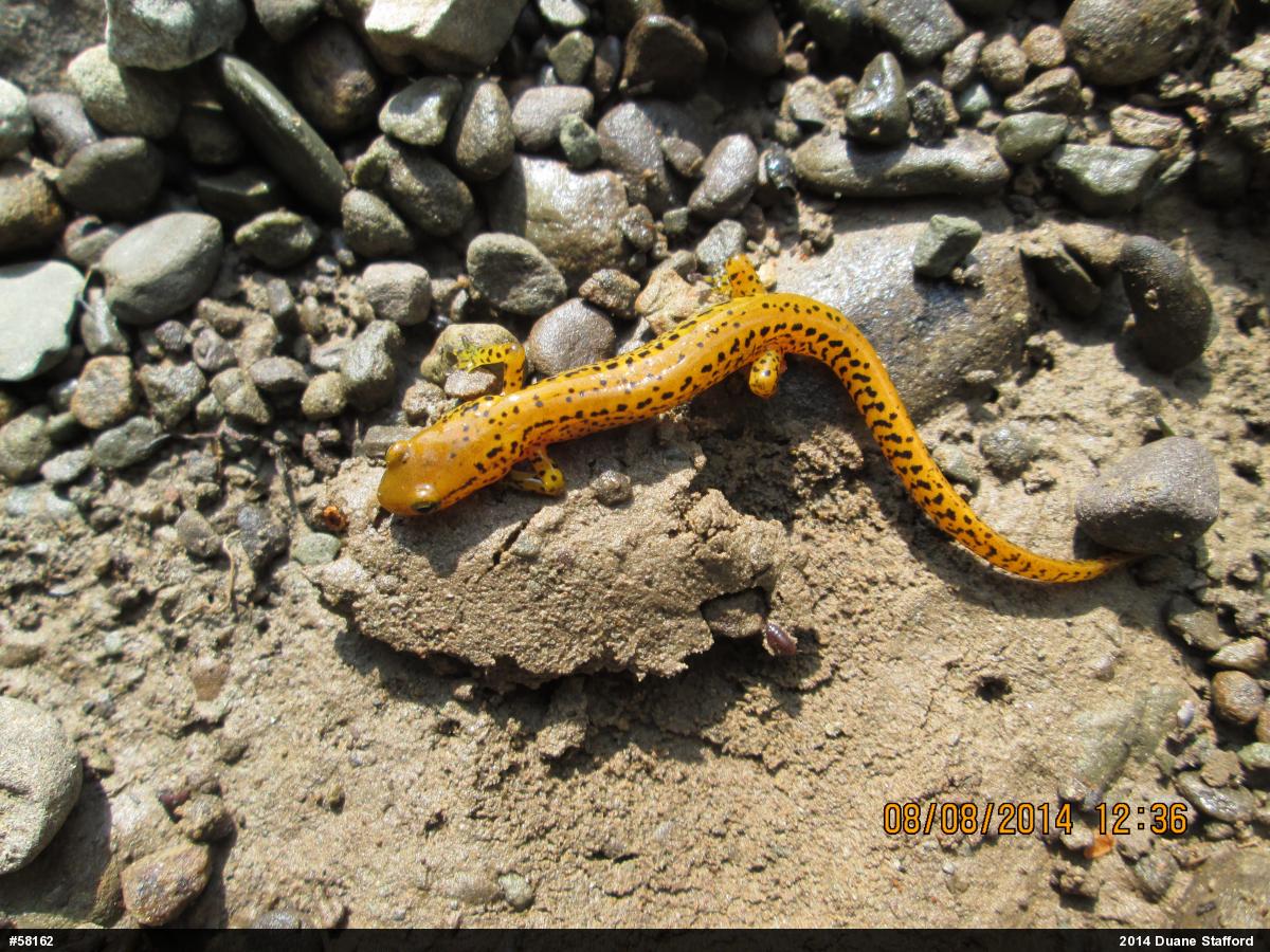 Eastern Long-tailed Salamander