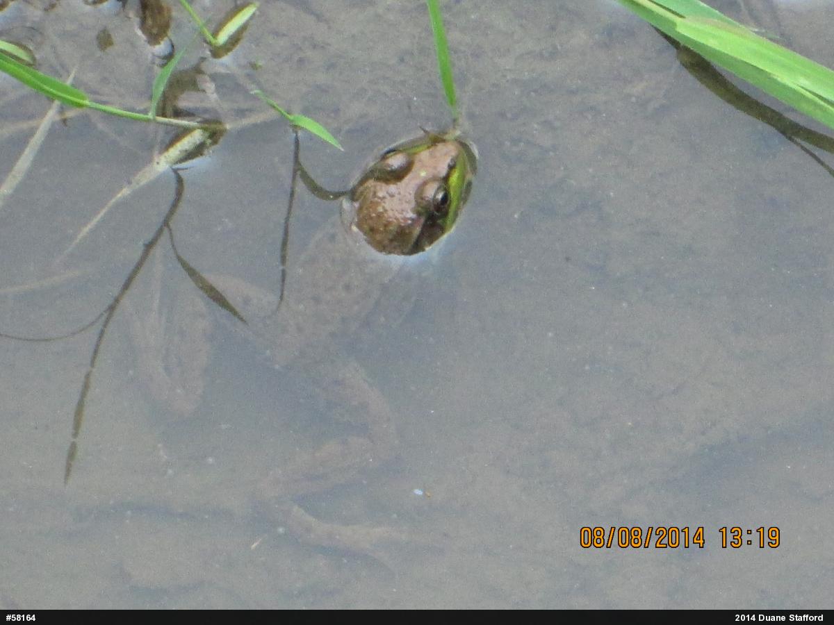 Green Frog