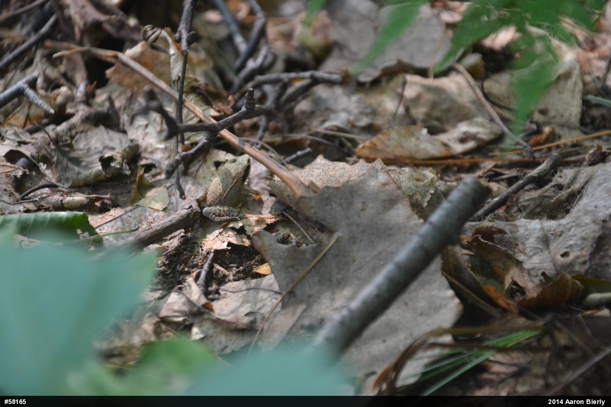 Wood Frog
