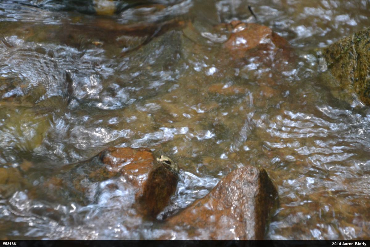 Wood Frog
