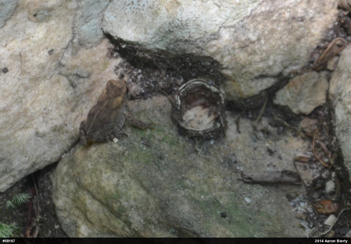 Eastern American Toad