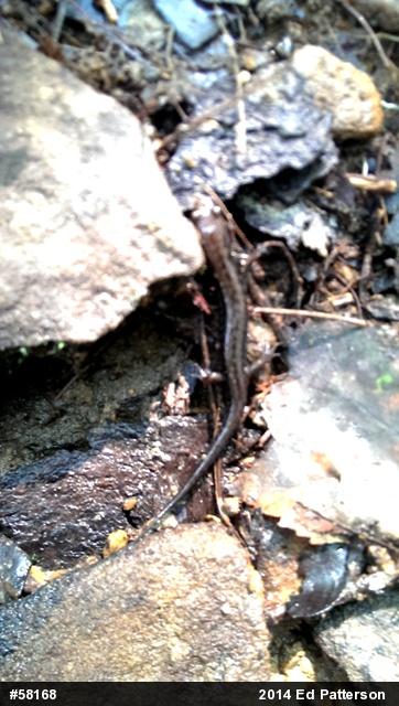 Allegheny Mountain Dusky Salamander