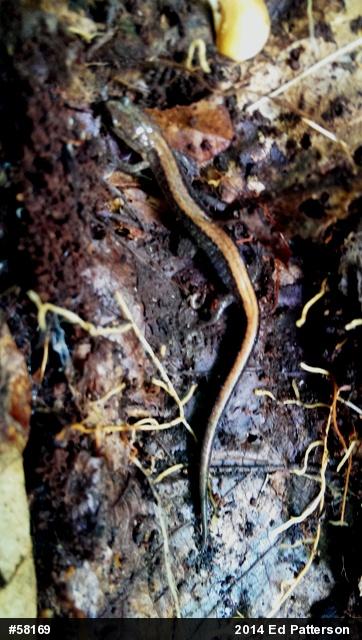 Eastern Red-backed  Salamander