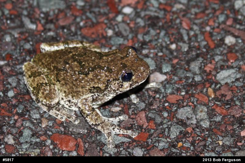 Gray Treefrog