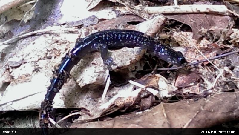 Wehrle's Salamander