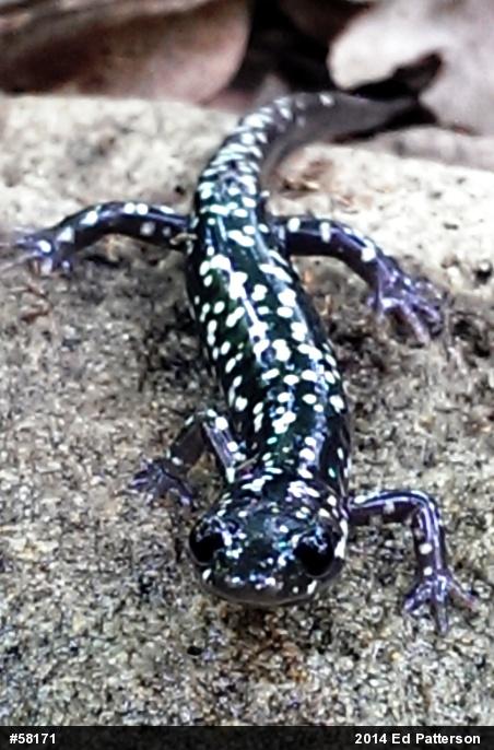 Northern Slimy Salamander