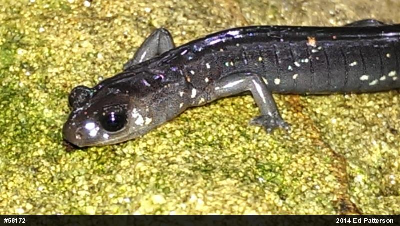 Wehrle's Salamander