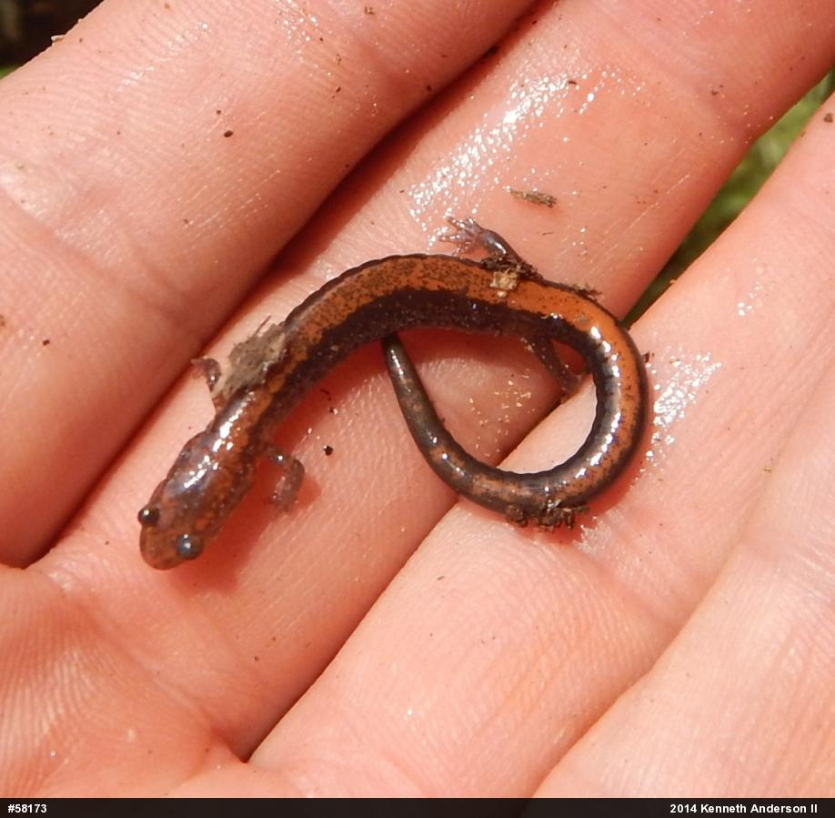 Eastern Red-backed  Salamander