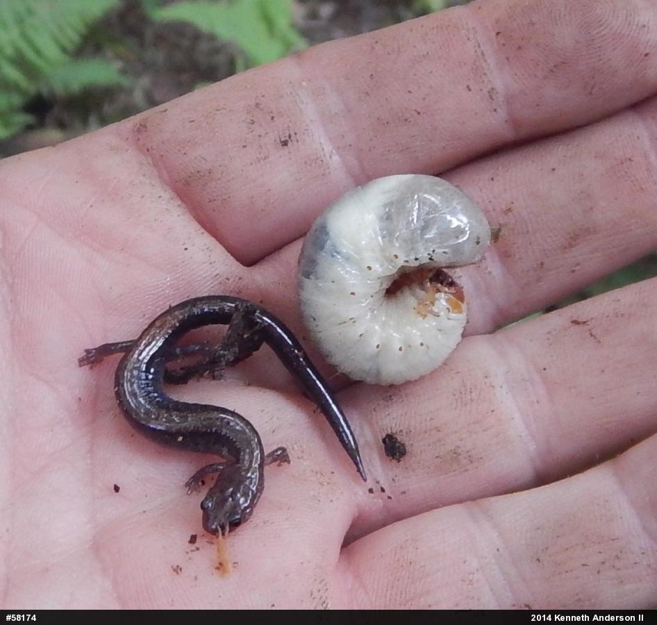 Eastern Red-backed  Salamander