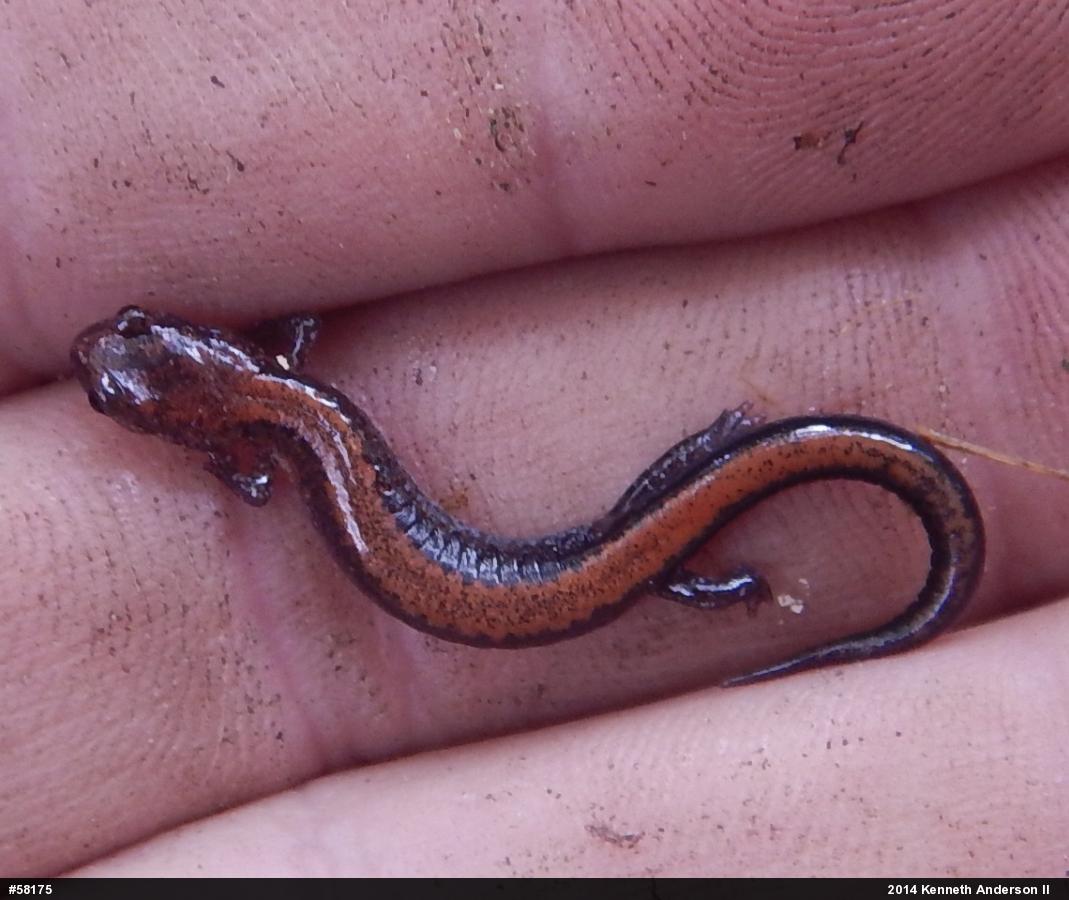 Eastern Red-backed  Salamander