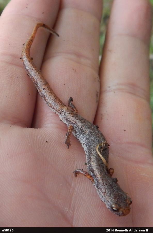 Four-toed Salamander