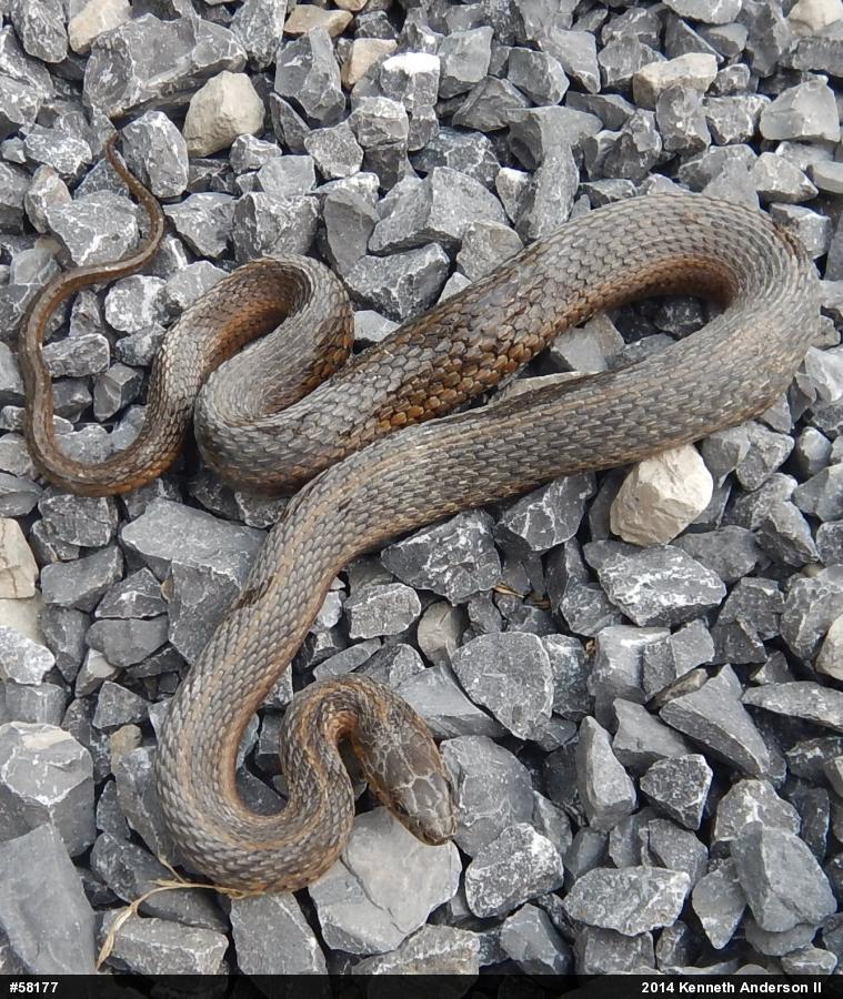 Eastern Gartersnake