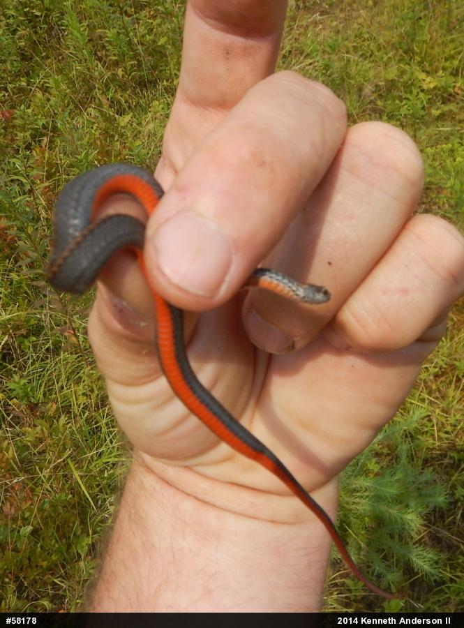 Red-bellied Snake