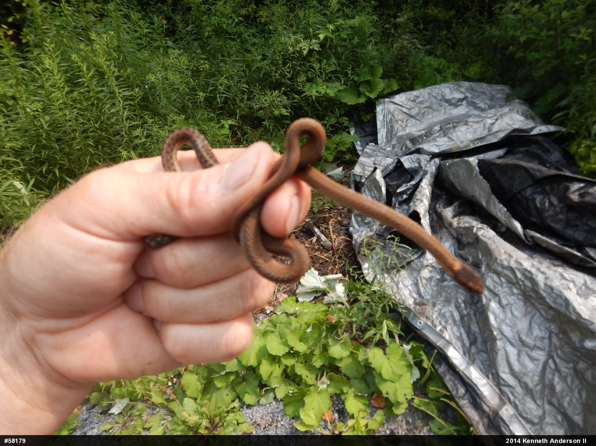 Red-bellied Snake