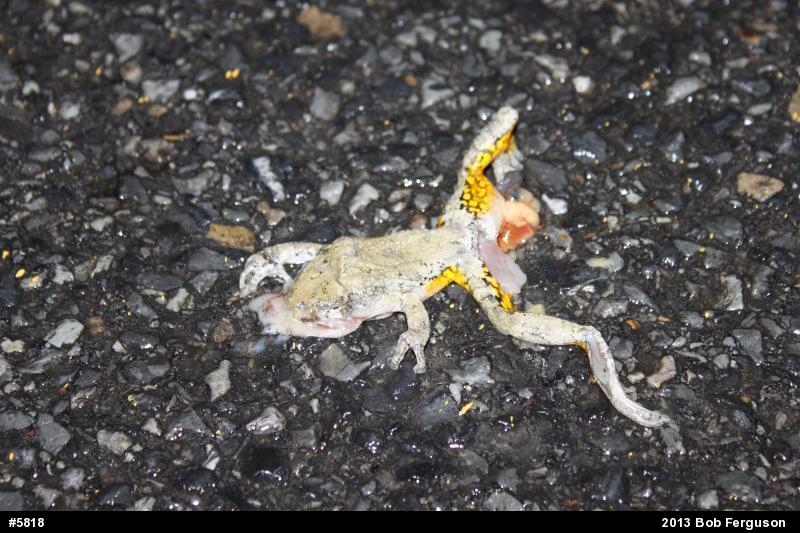 Gray Treefrog