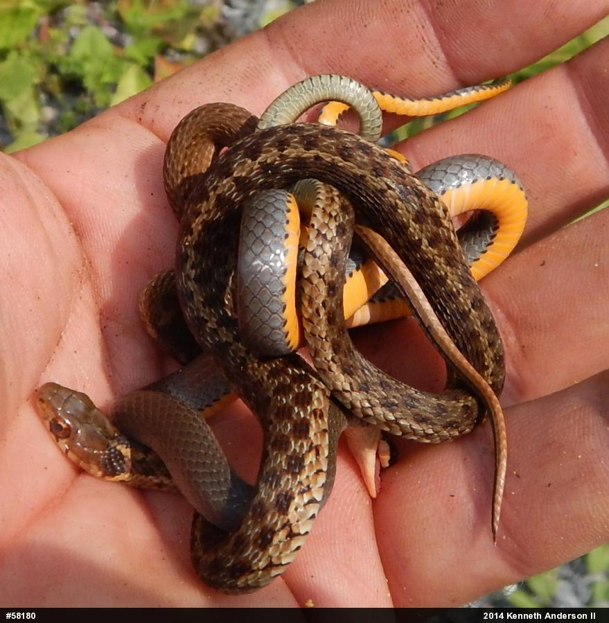 Northern Ring-necked Snake