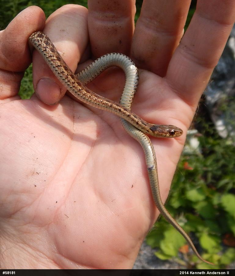 Eastern Gartersnake