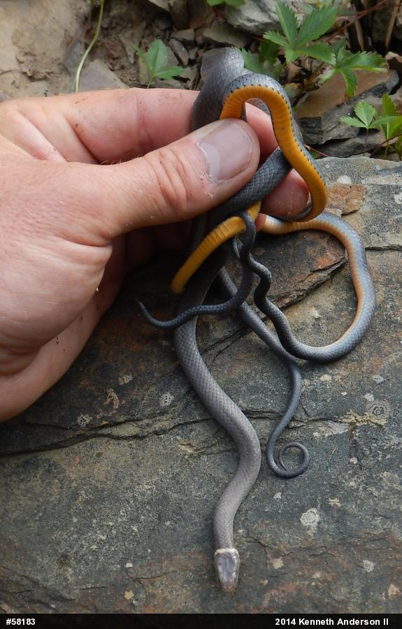 Northern Ring-necked Snake