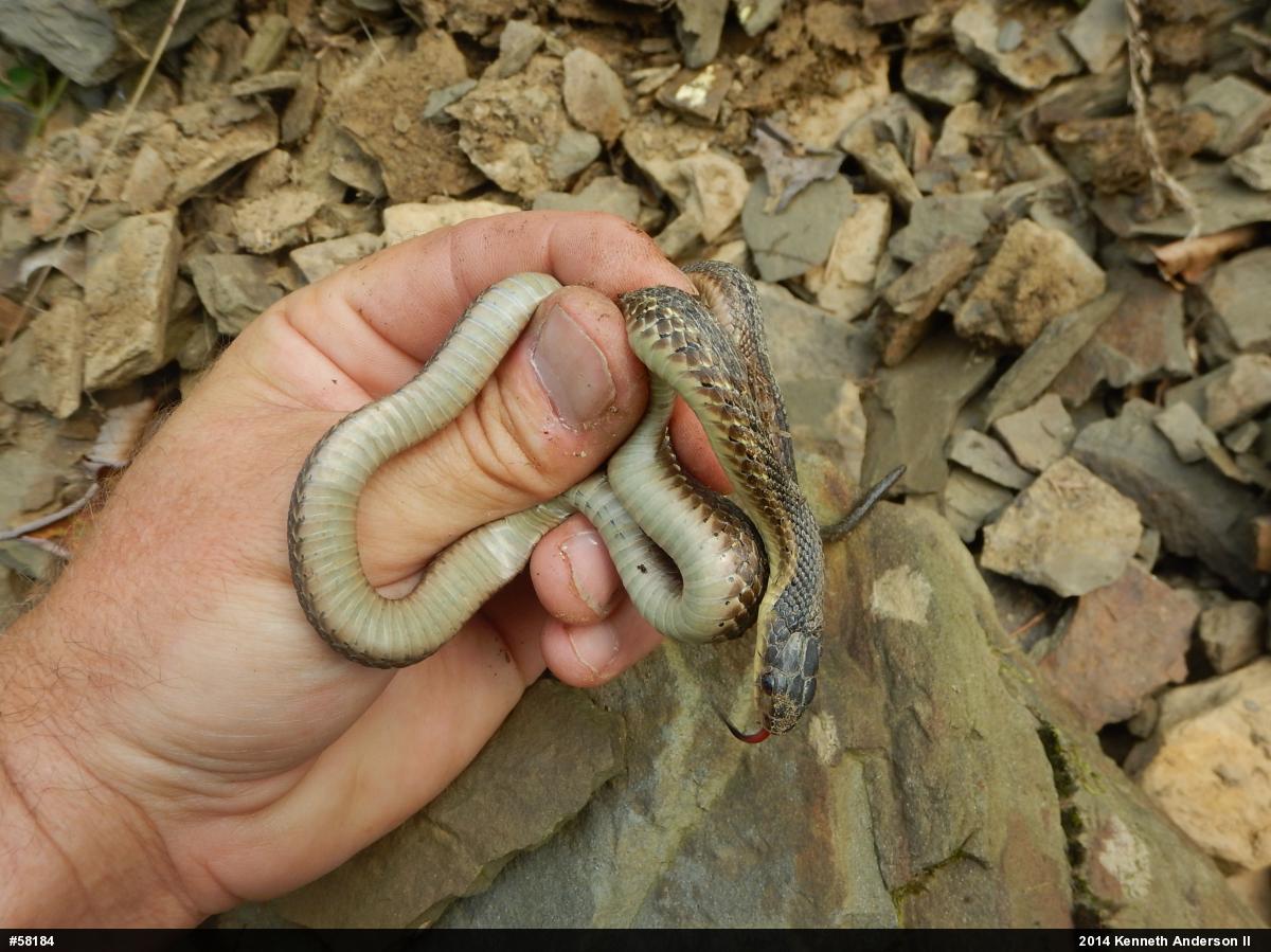Eastern Gartersnake