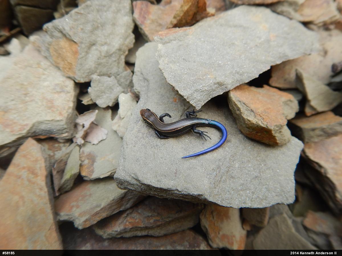 Northern Coal Skink