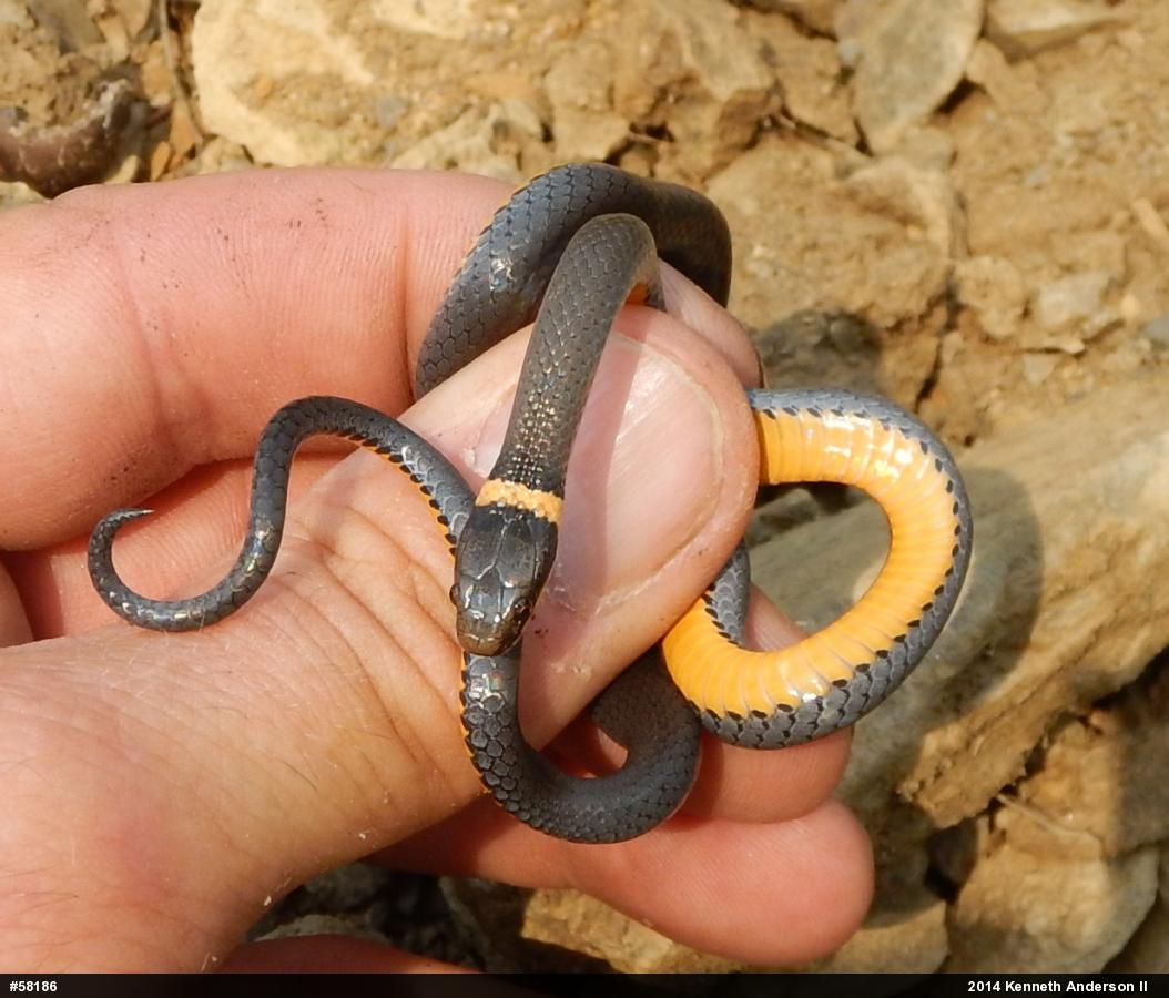 Northern Ring-necked Snake