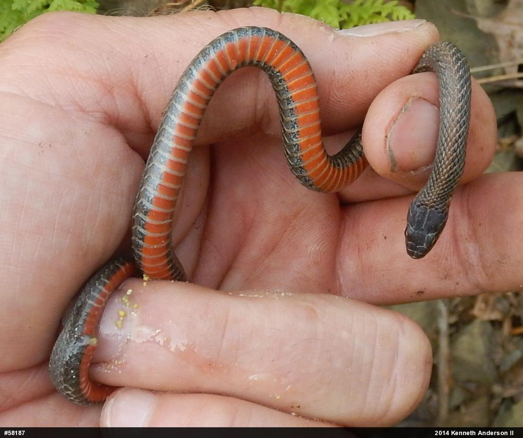 Red-bellied Snake