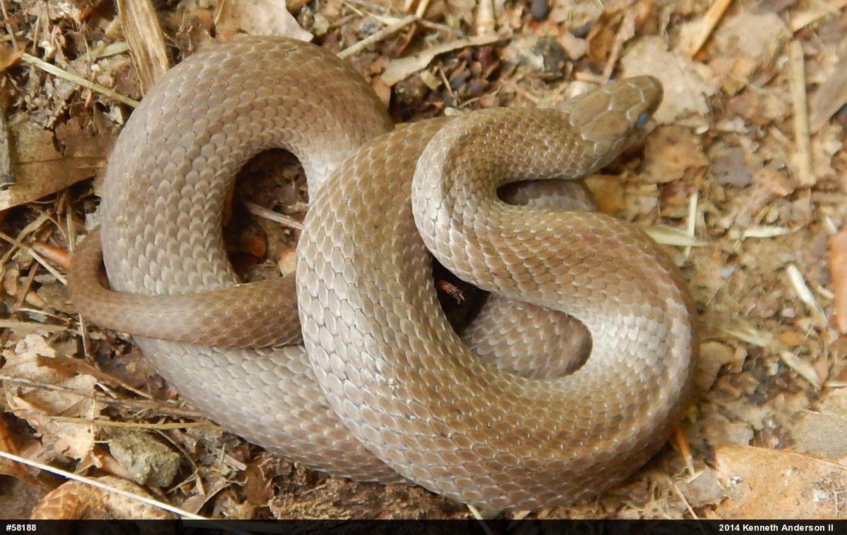 Mountain Earthsnake