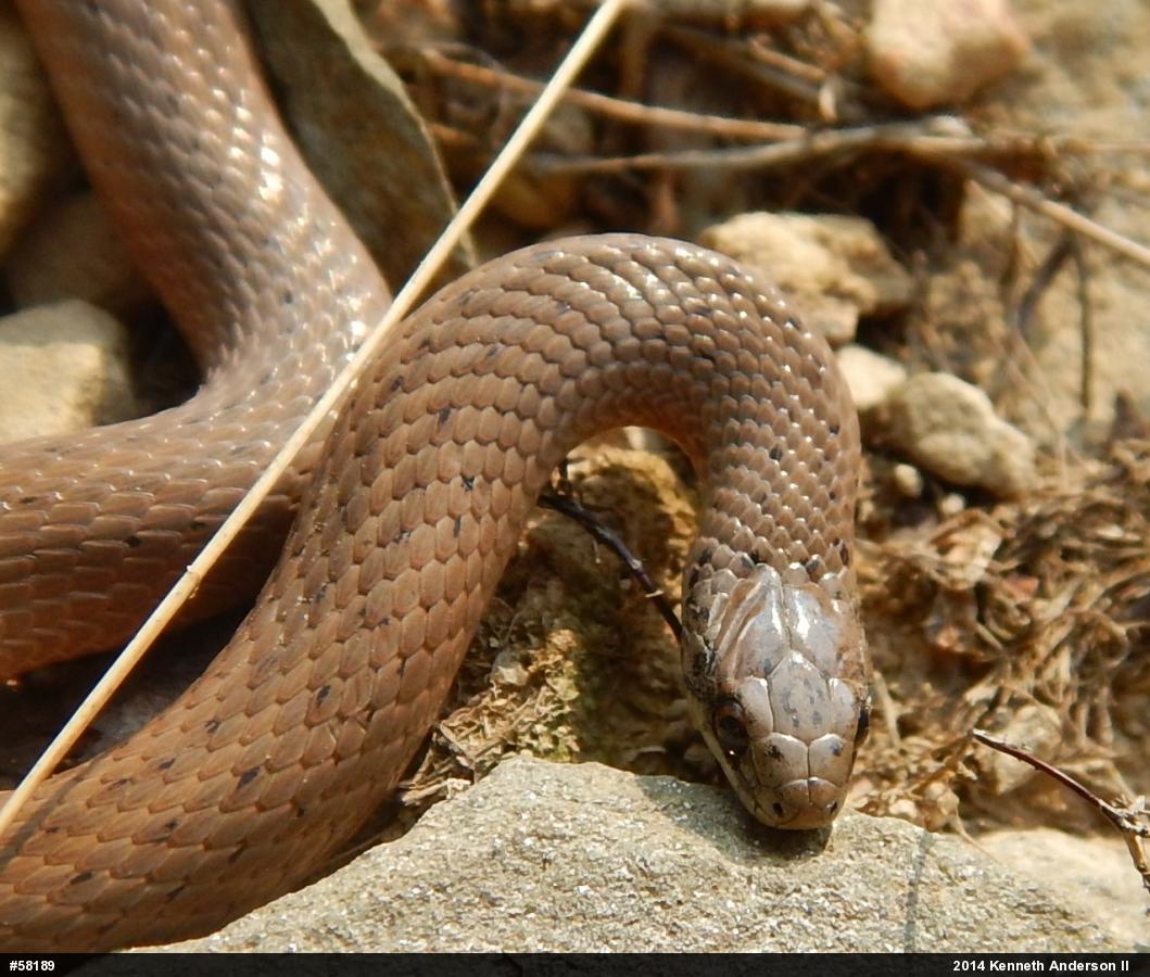 Mountain Earthsnake