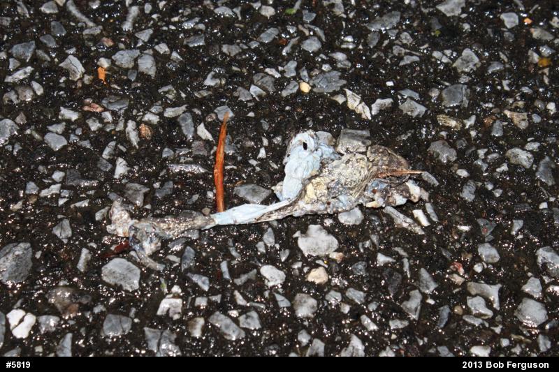 Gray Treefrog
