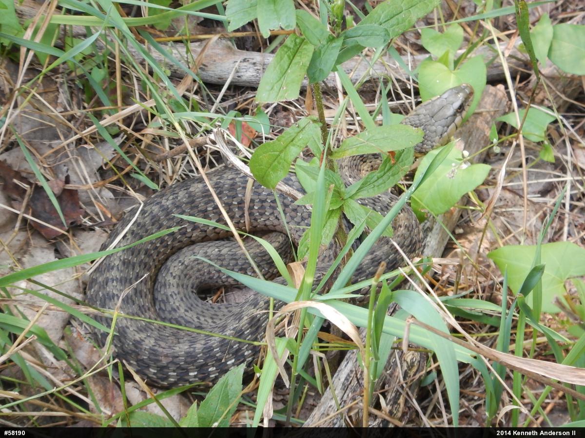 Eastern Gartersnake