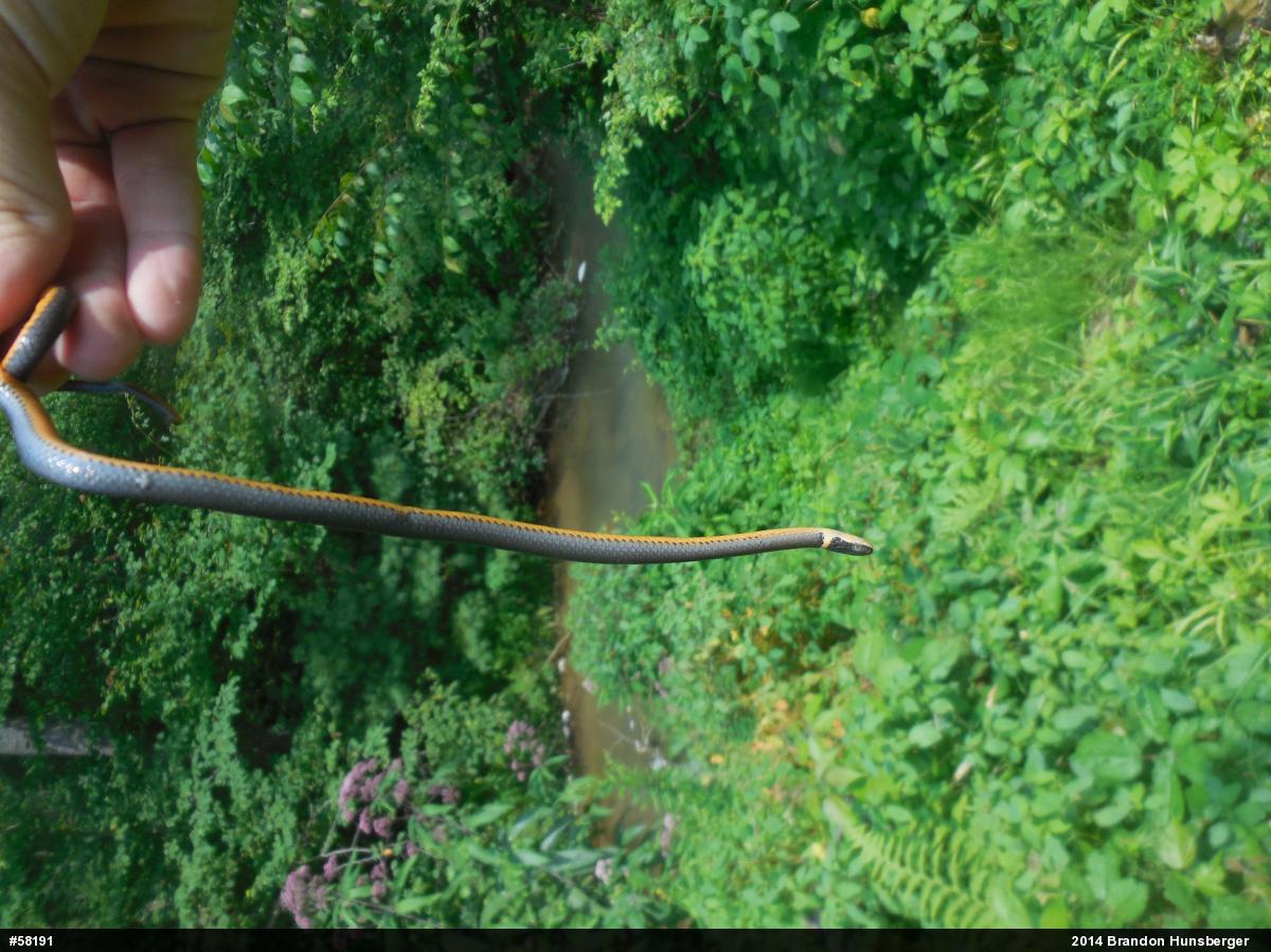 Northern Ring-necked Snake