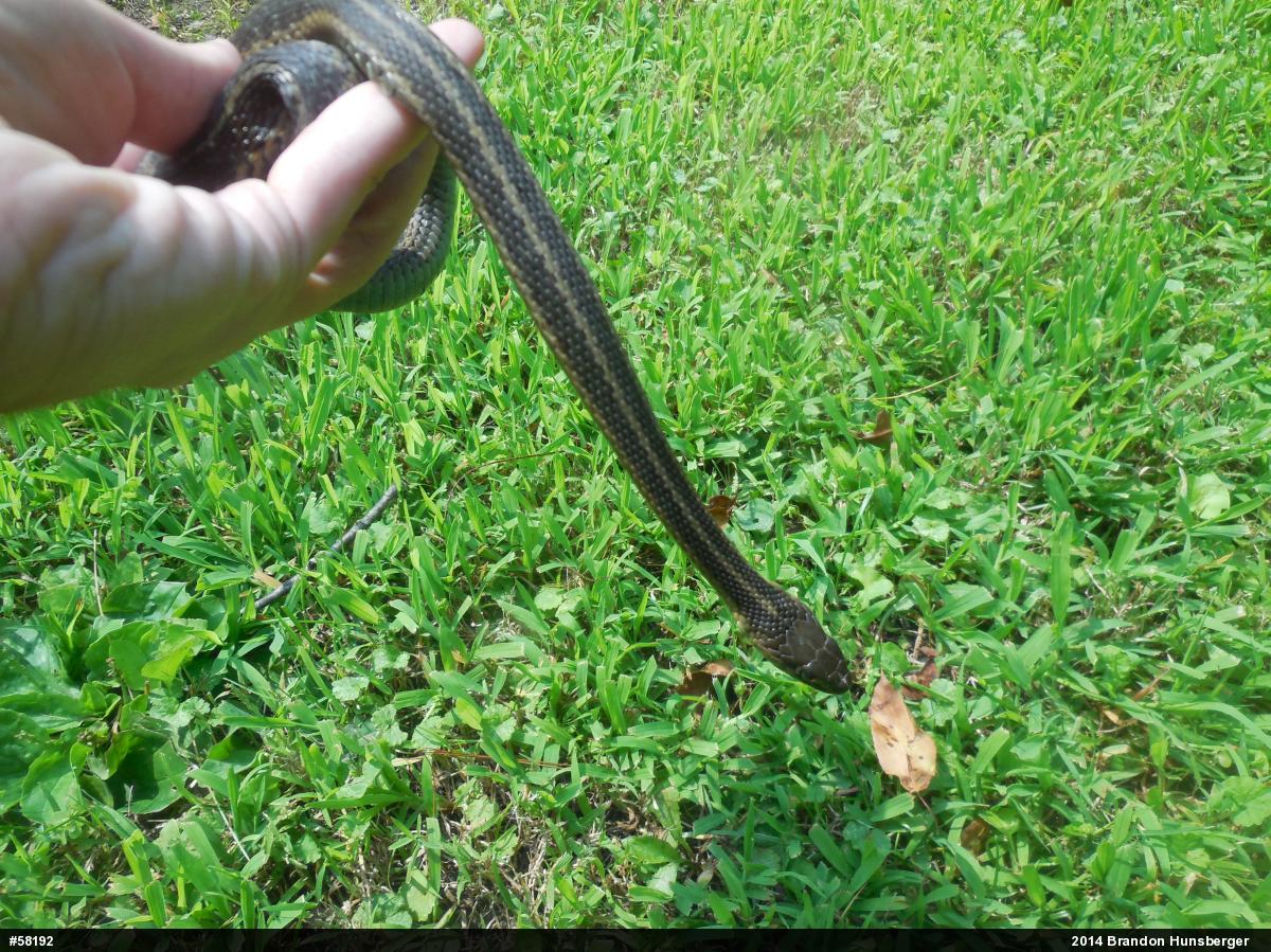 Eastern Gartersnake