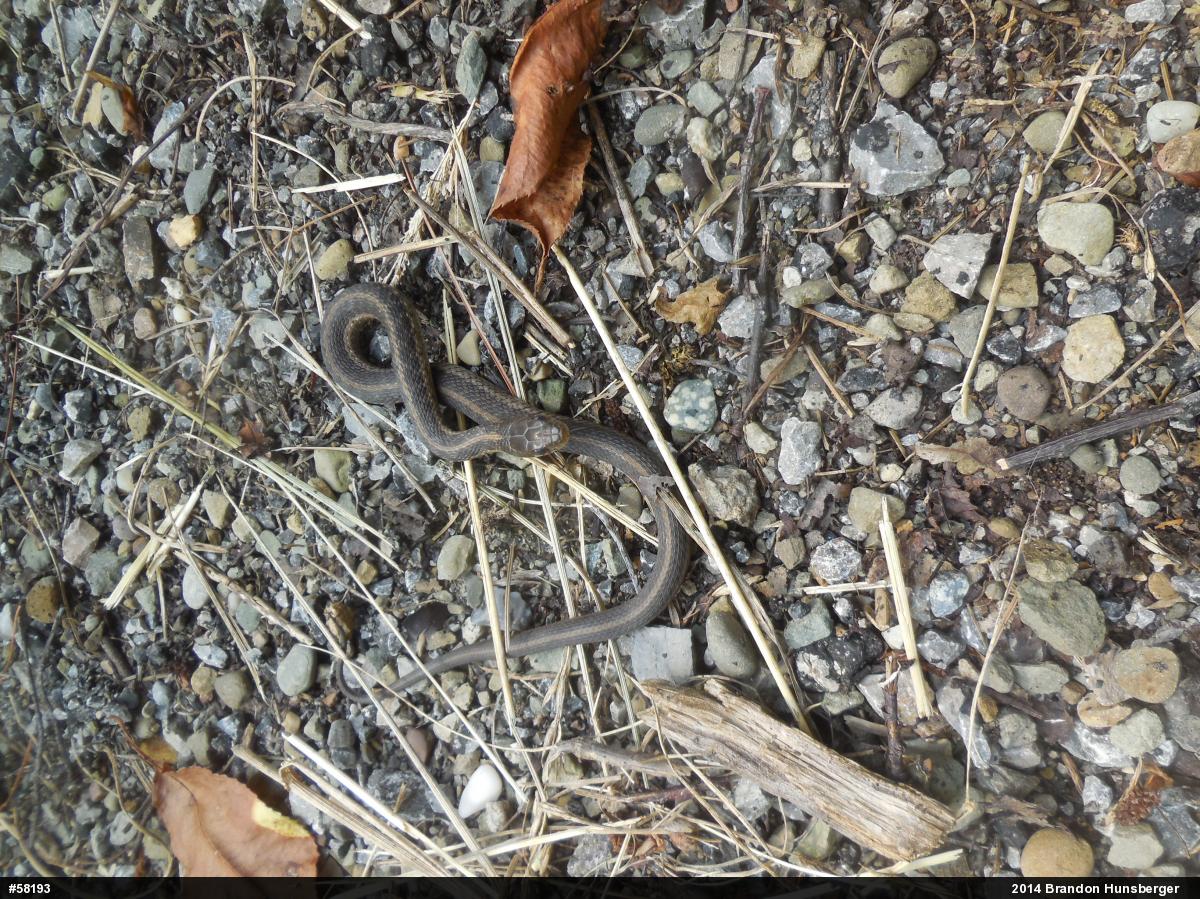 Eastern Gartersnake