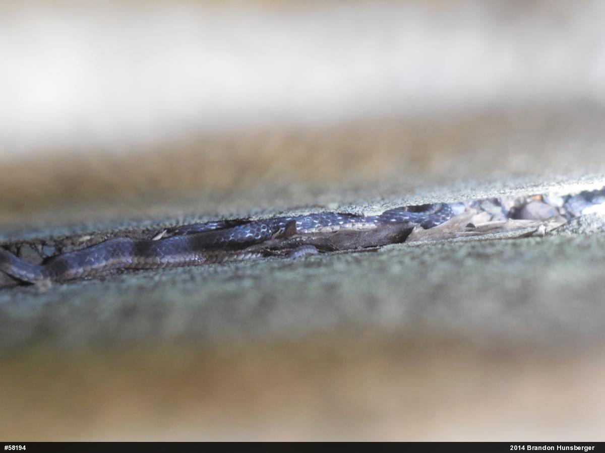 Eastern Gartersnake