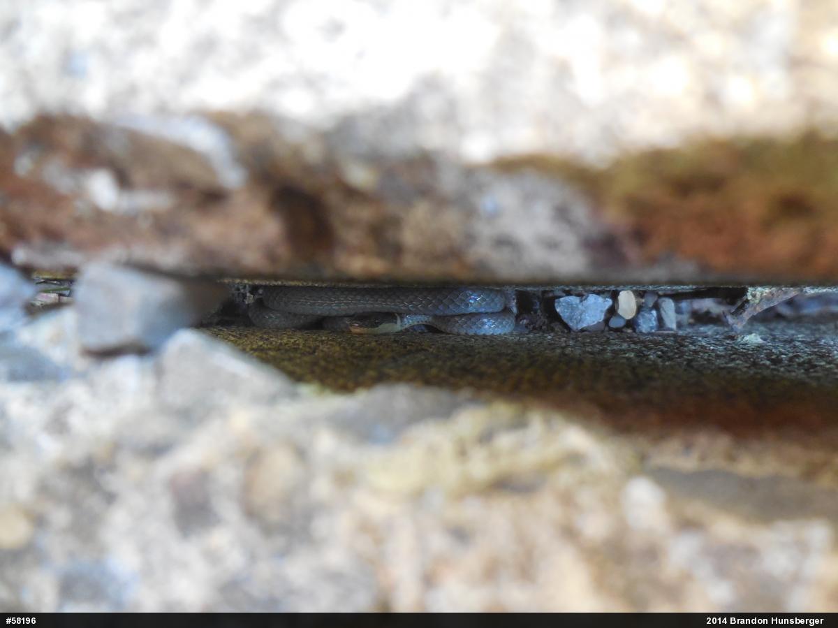 Northern Ring-necked Snake