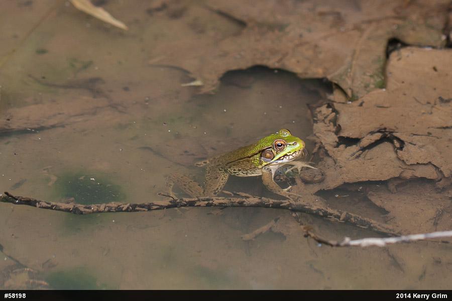 Green Frog