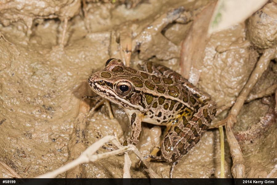 Pickerel Frog