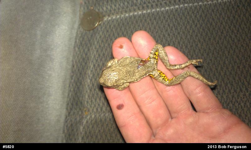 Gray Treefrog